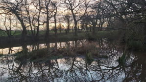 duck pond awaiting the early evening ducks to arrive 