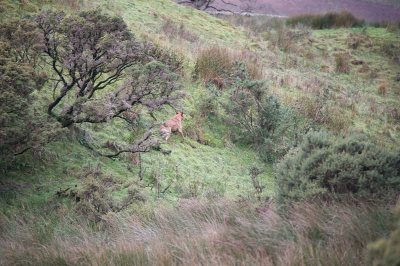 Gun dog working the land hard to drive the birds to the guns